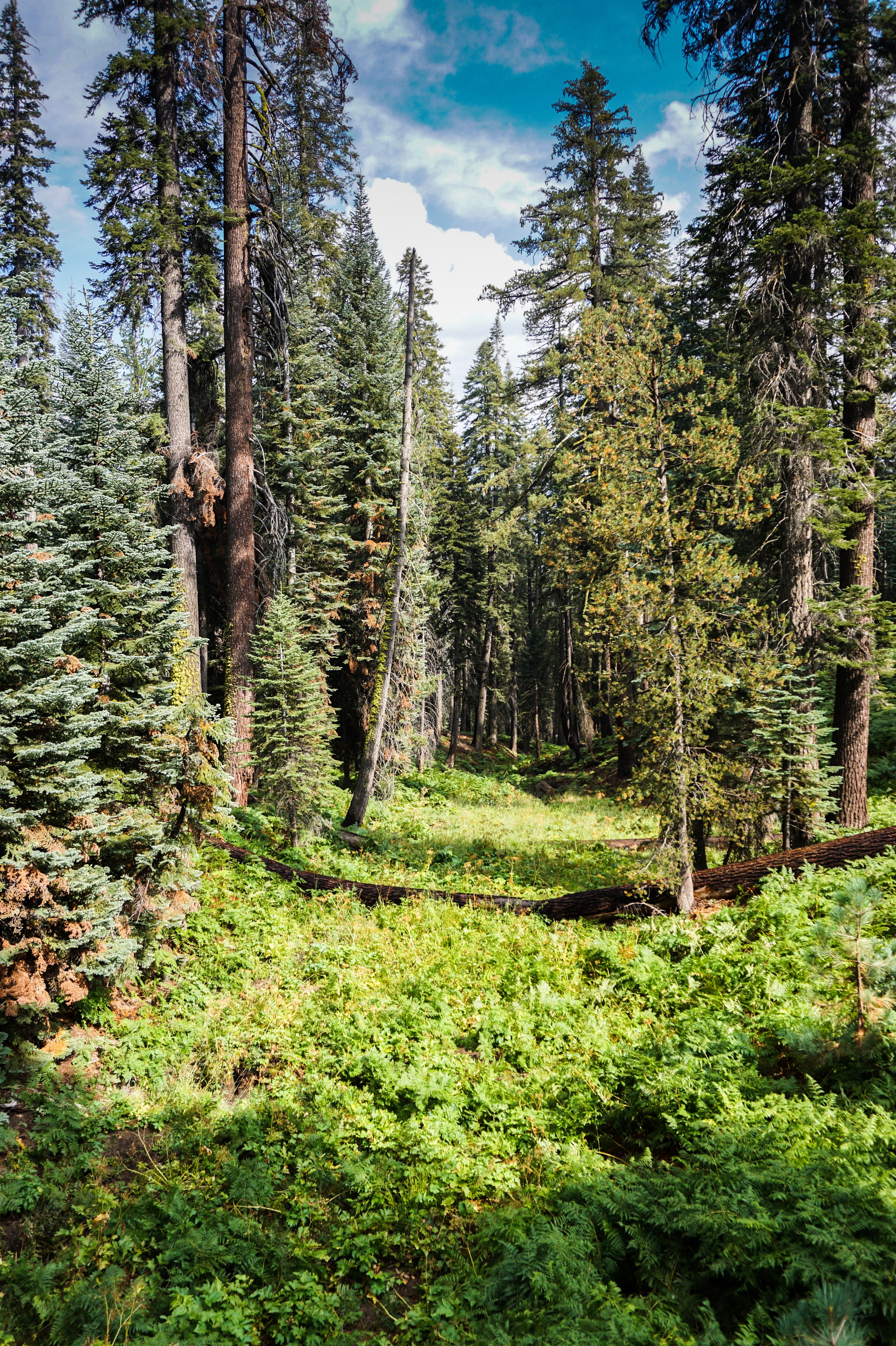 Sequoia-13